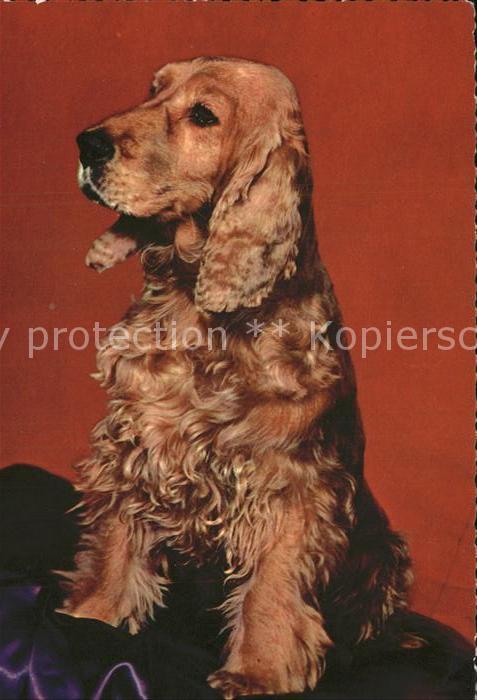 Hunde