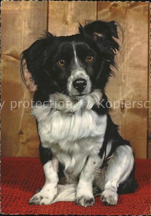 Hunde