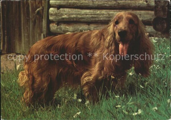 Hunde