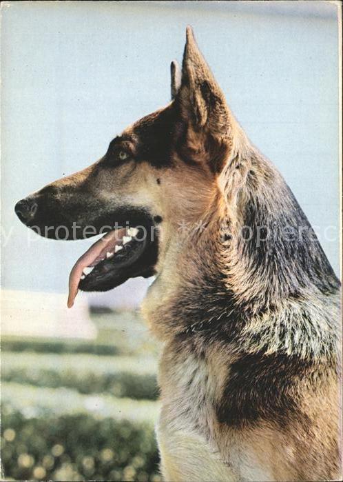 Schaeferhunde