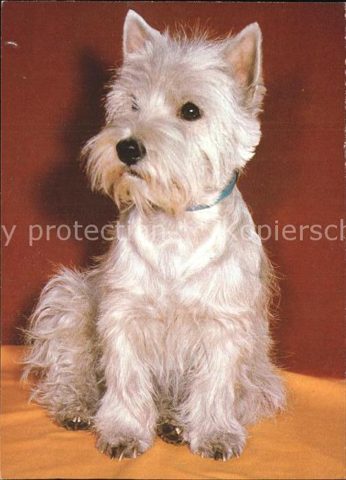 Hunde West Highland White Terrier