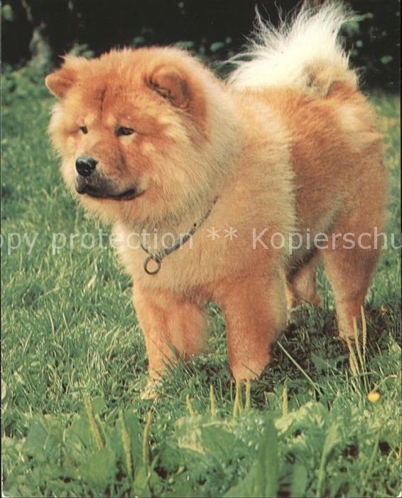 Hunde