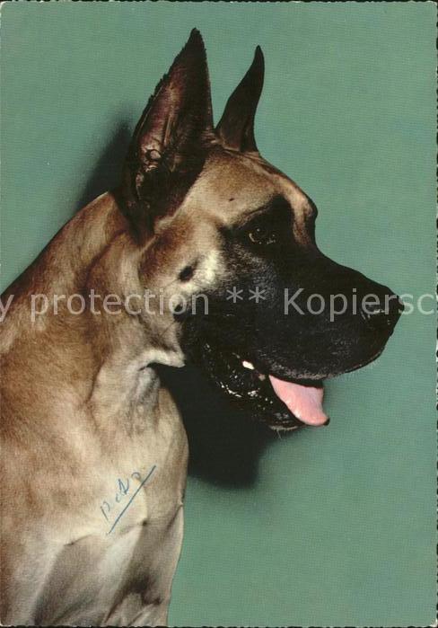 Hunde Deustche Dogge