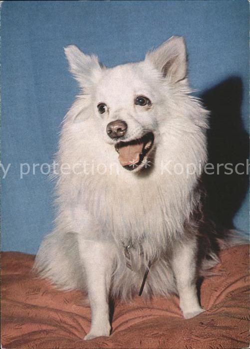 Hunde Weißer Chihuahua