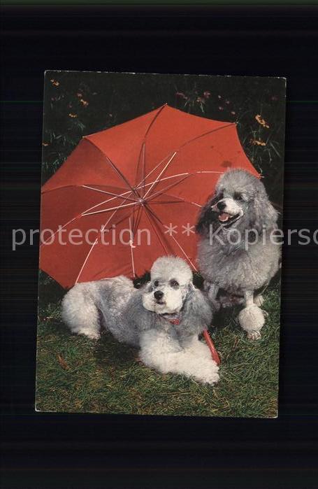 Hunde Pudel Regenschirm