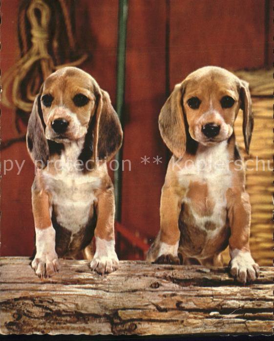 Hunde Bassets