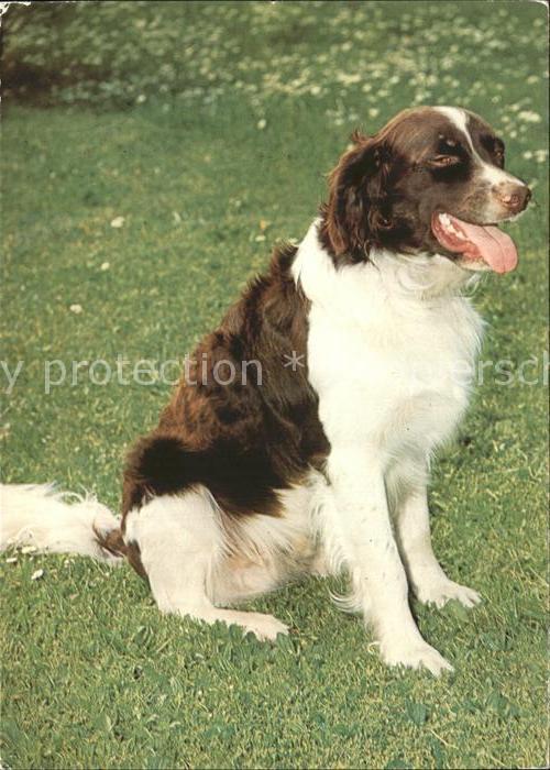 Hunde