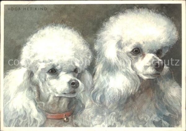 Hunde Zwergpudel