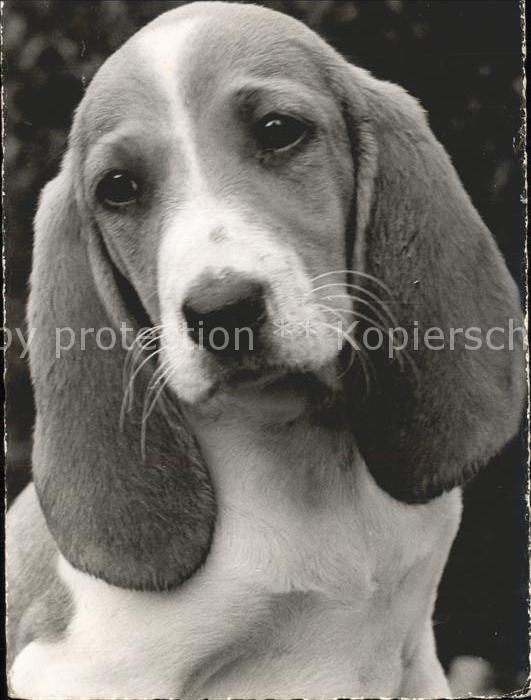 Hunde Niederlaufhund