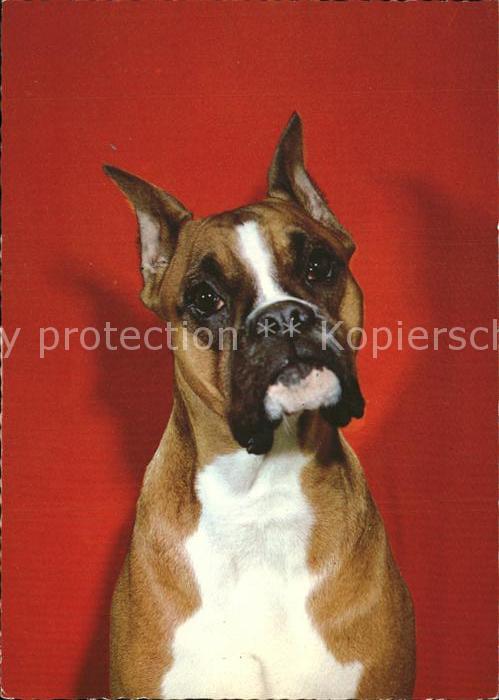 Hunde Boxer