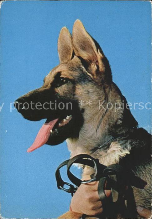 Schaeferhunde