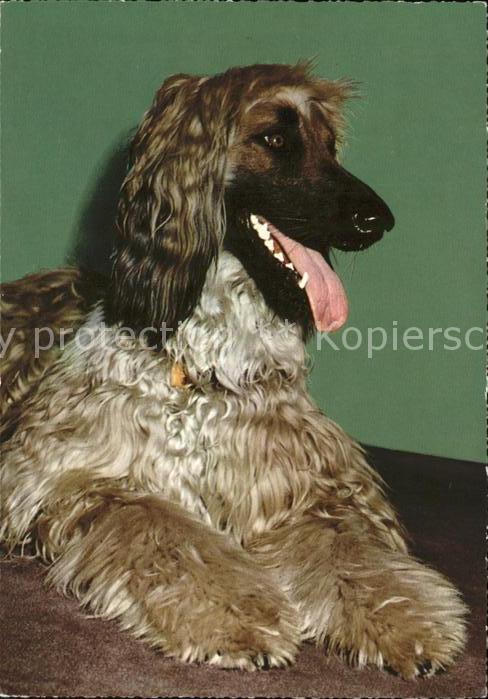 Hunde