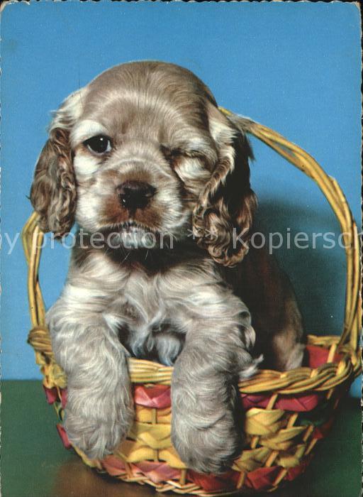 Hunde Welpe