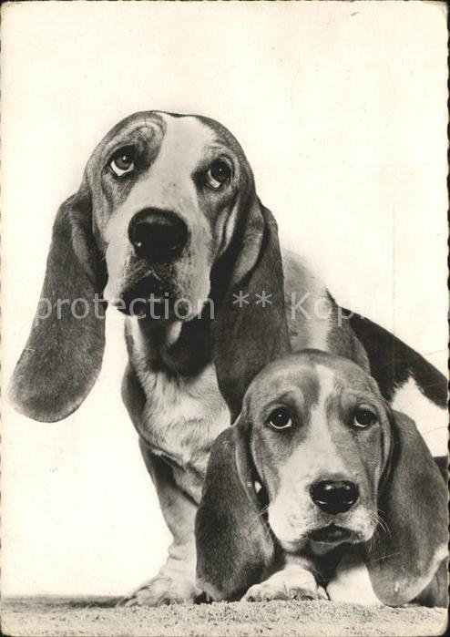 Hunde Basset d_Artois