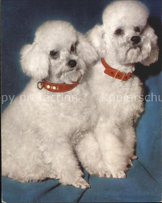 Hunde Zwergpudel