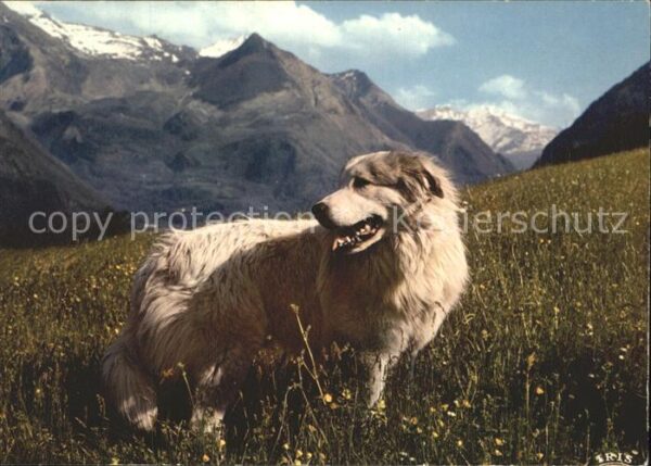 Hunde Pyrenäenhund