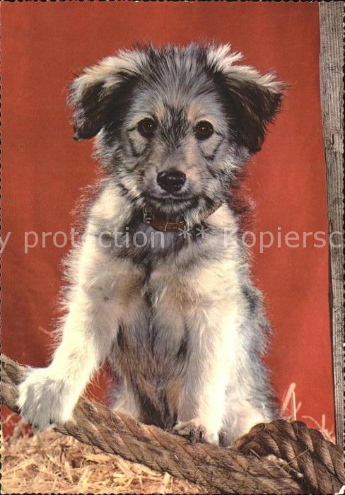 Hunde