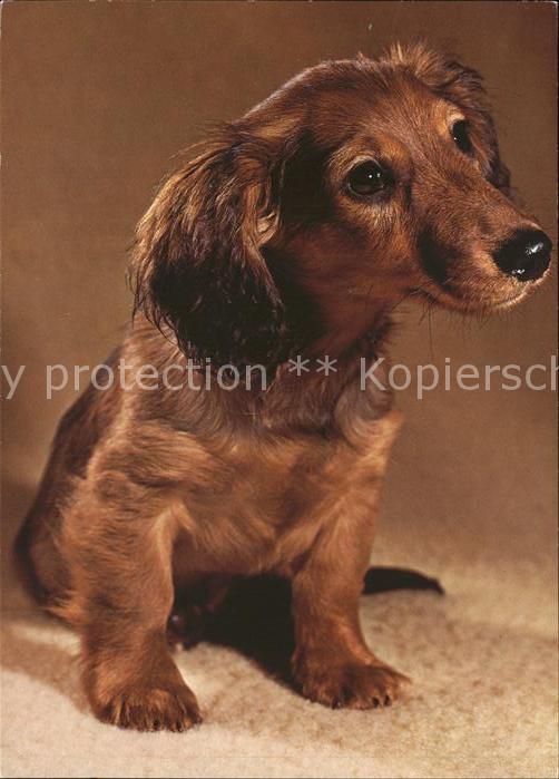 Hunde Langhaardackel