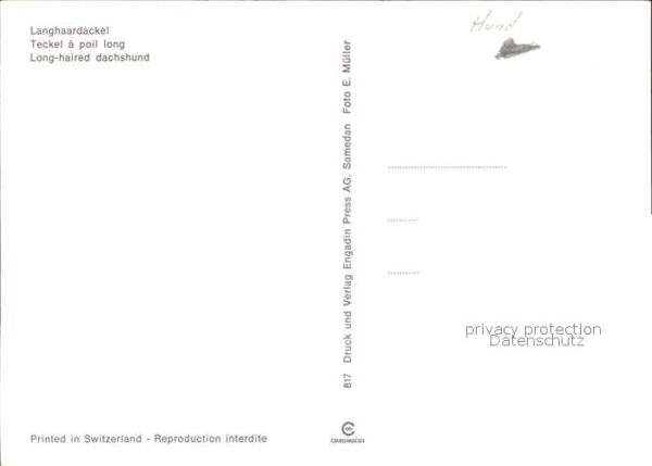 Hunde Langhaardackel – Bild 2