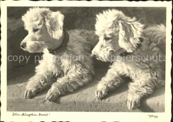 Hunde Pudel Terrier