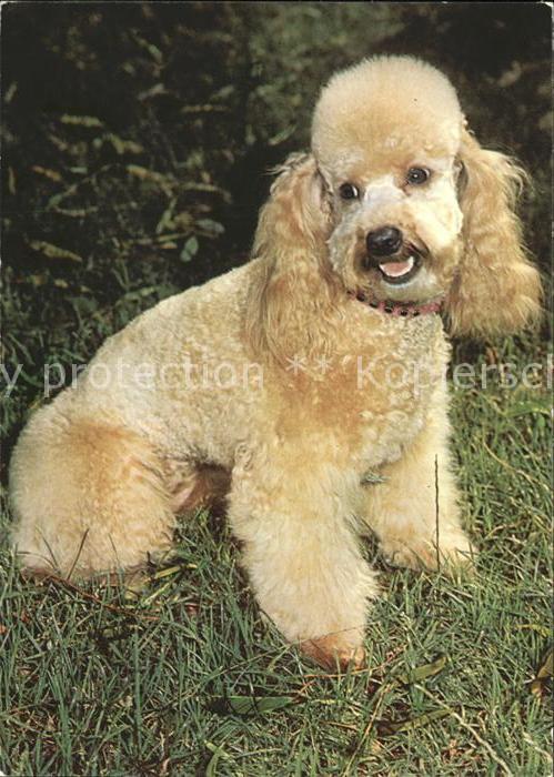 Hunde Pudel