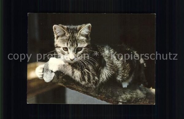 Katzen