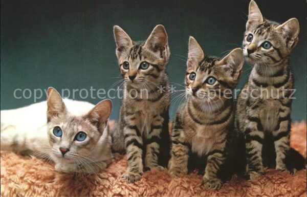 Katzen