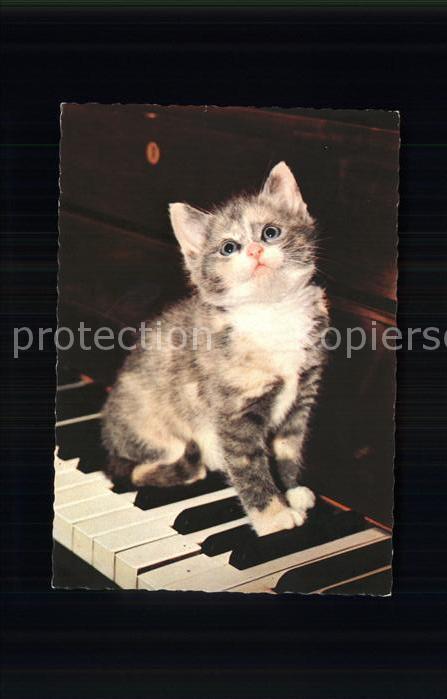 Katzen Klavier