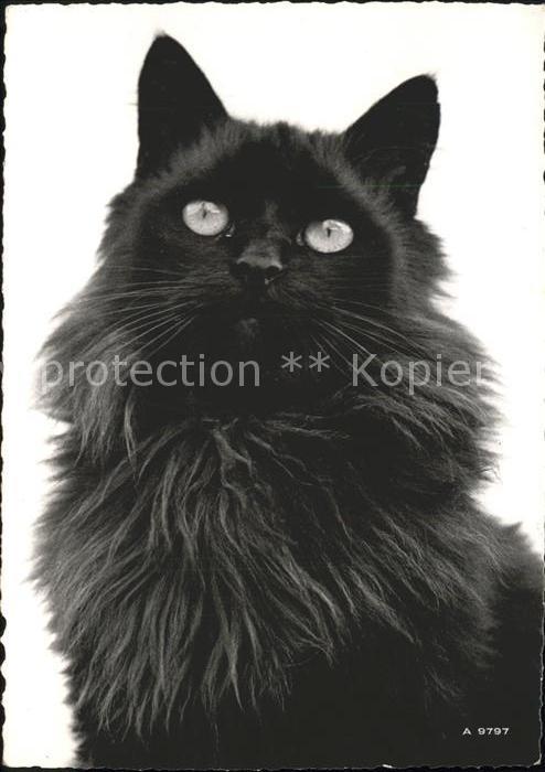 Katzen Perserkatze