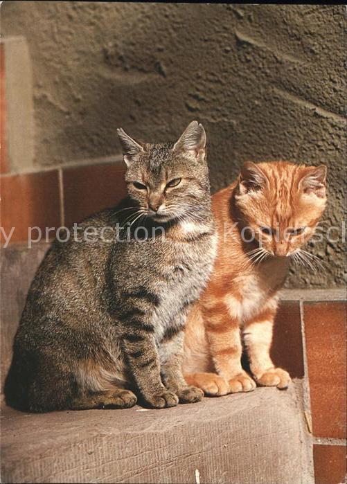 Katzen Hauskatzen