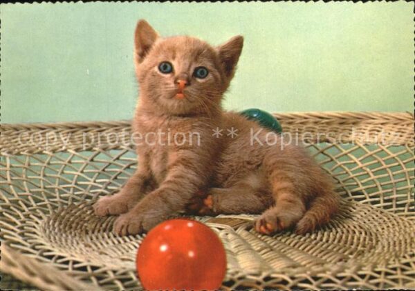 Katzen
