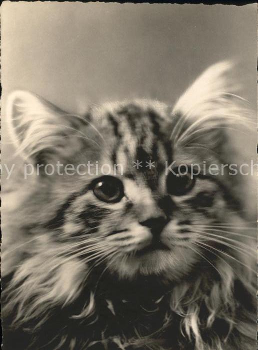 Katzen