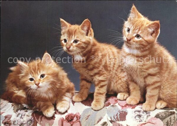 Katzen