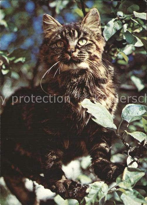 Katzen Tierschutz Schweiz