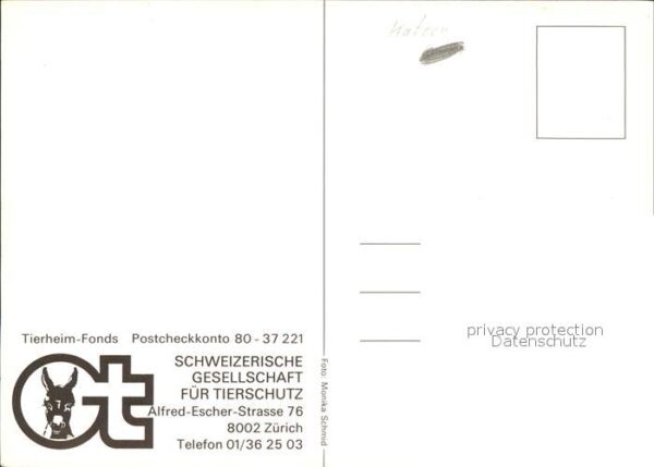 Katzen Tierschutz Schweiz – Bild 2