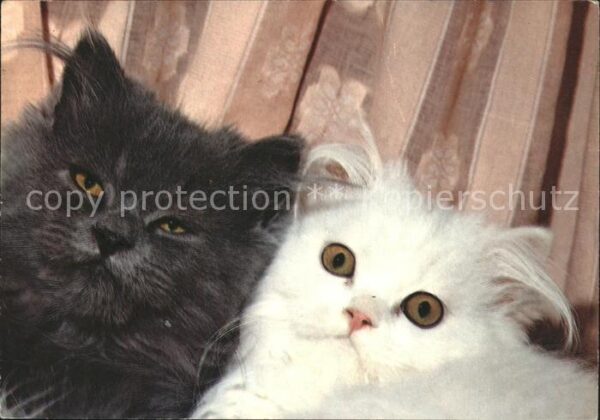 Katzen