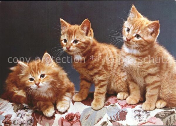 Katzen