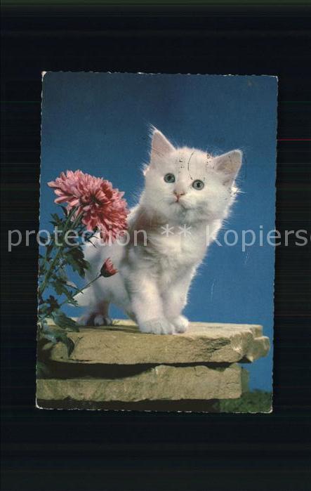 Katzen Blume