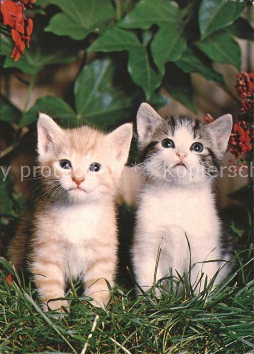 Katzen