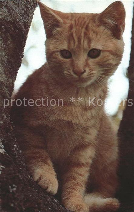 Katzen Hauskatze