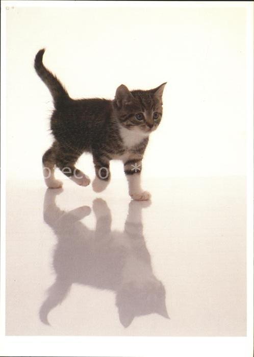 Katzen