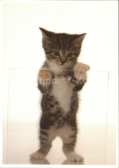 Katzen