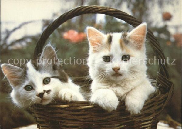 Katzen
