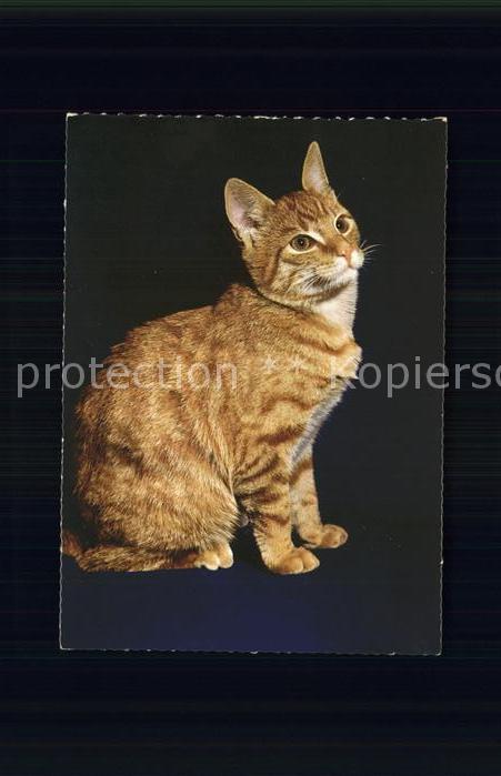 Katzen