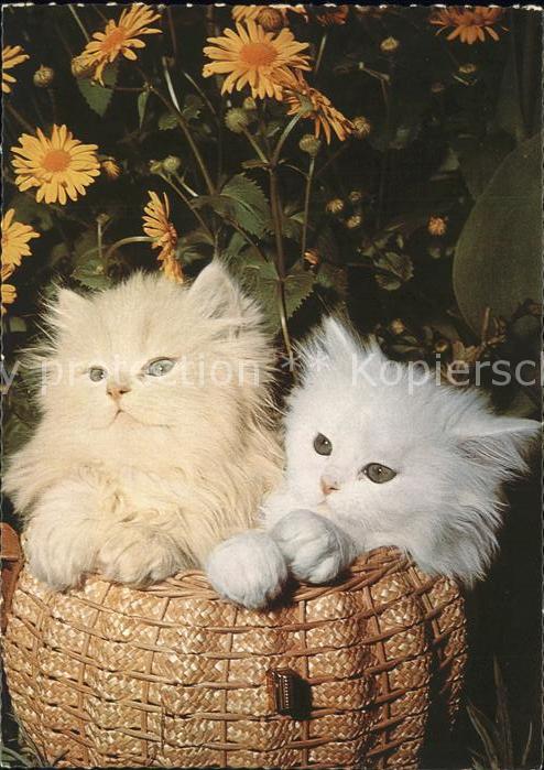 Katzen