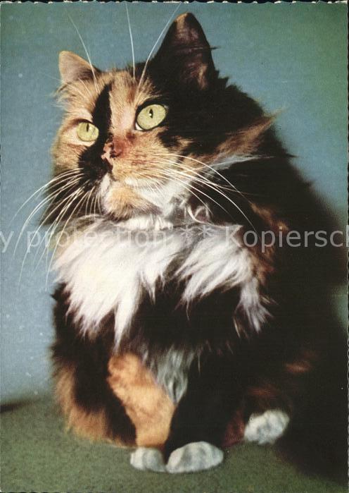 Katzen