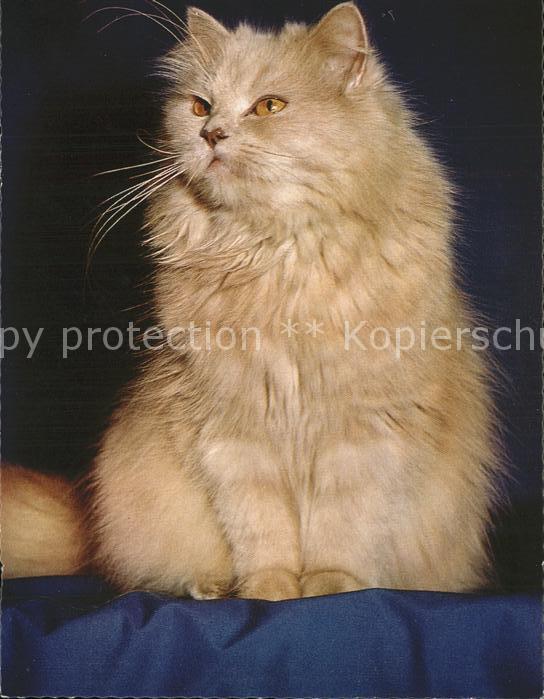 Katzen