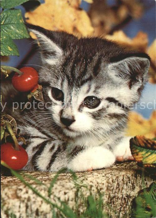 Katzen