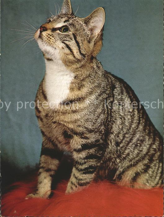 Katzen
