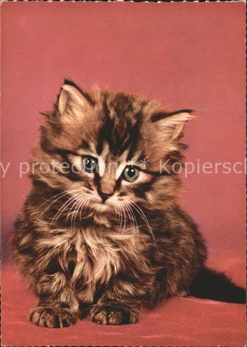 Katzen